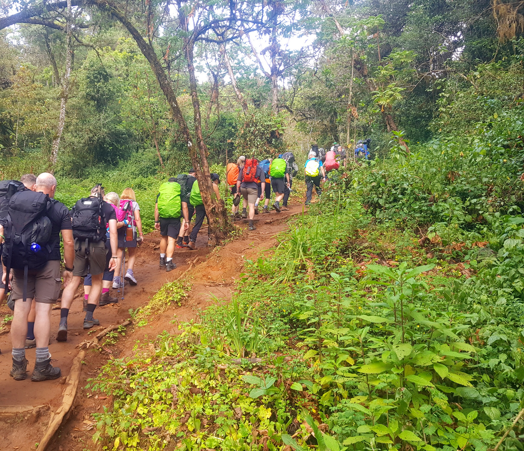 יערות גשם טיפוס אל הקילימנג'רו - ערוצים בטבע