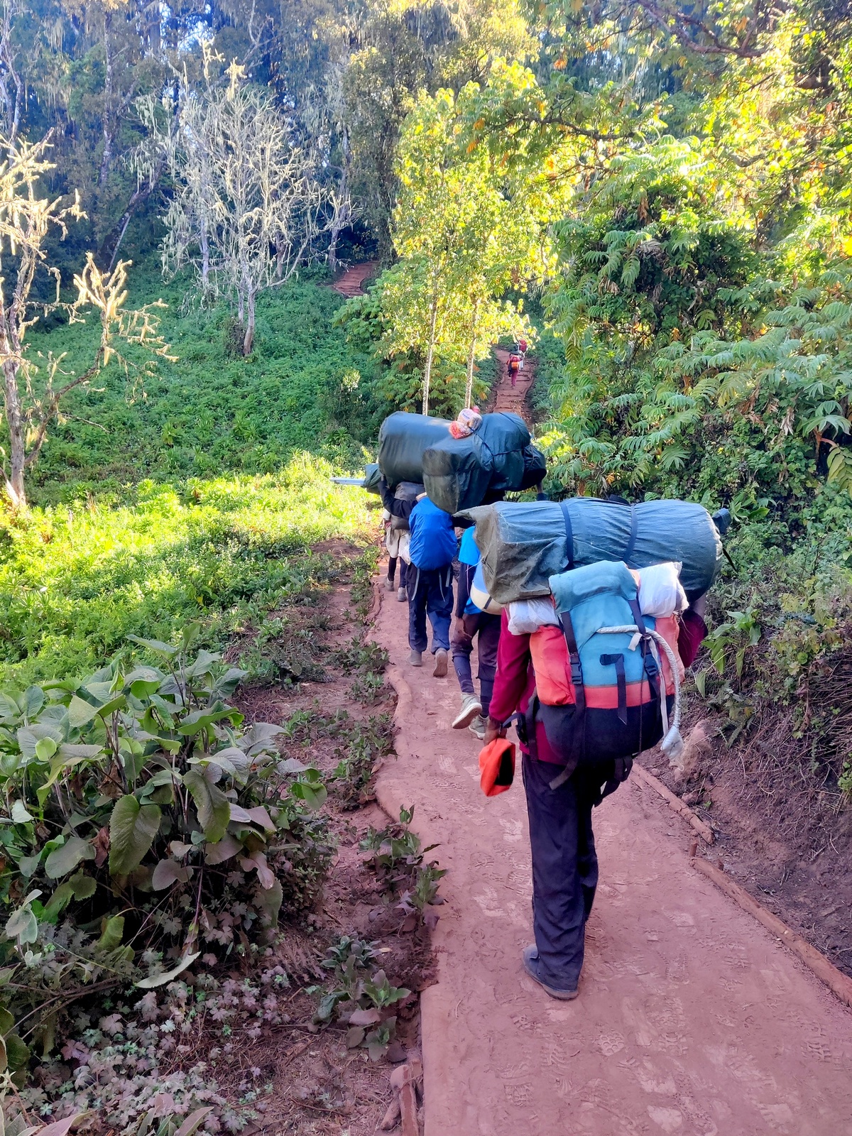 טרק אל הר הקילימנג'רו