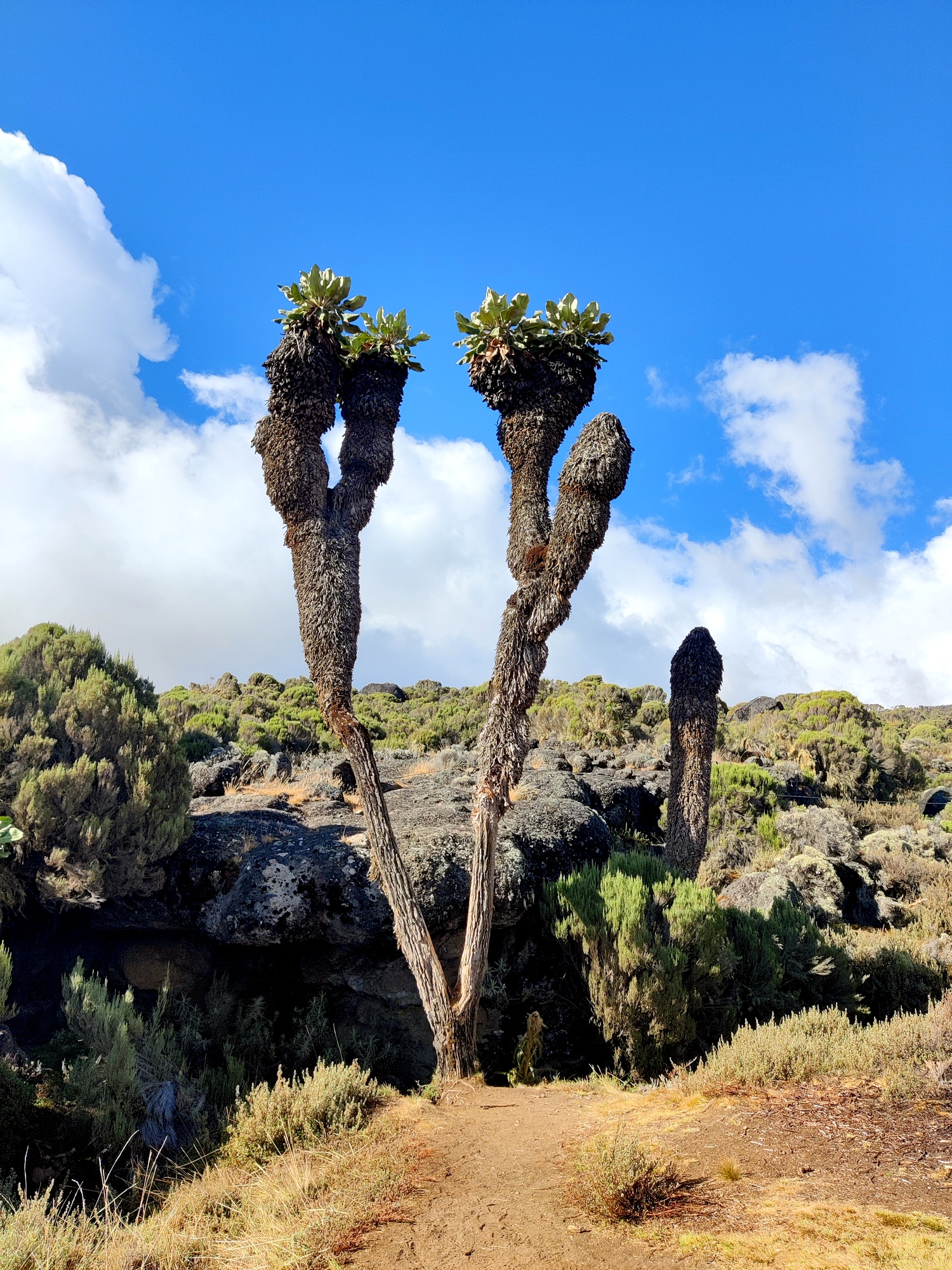 מסע אל הר קילימנג'רו