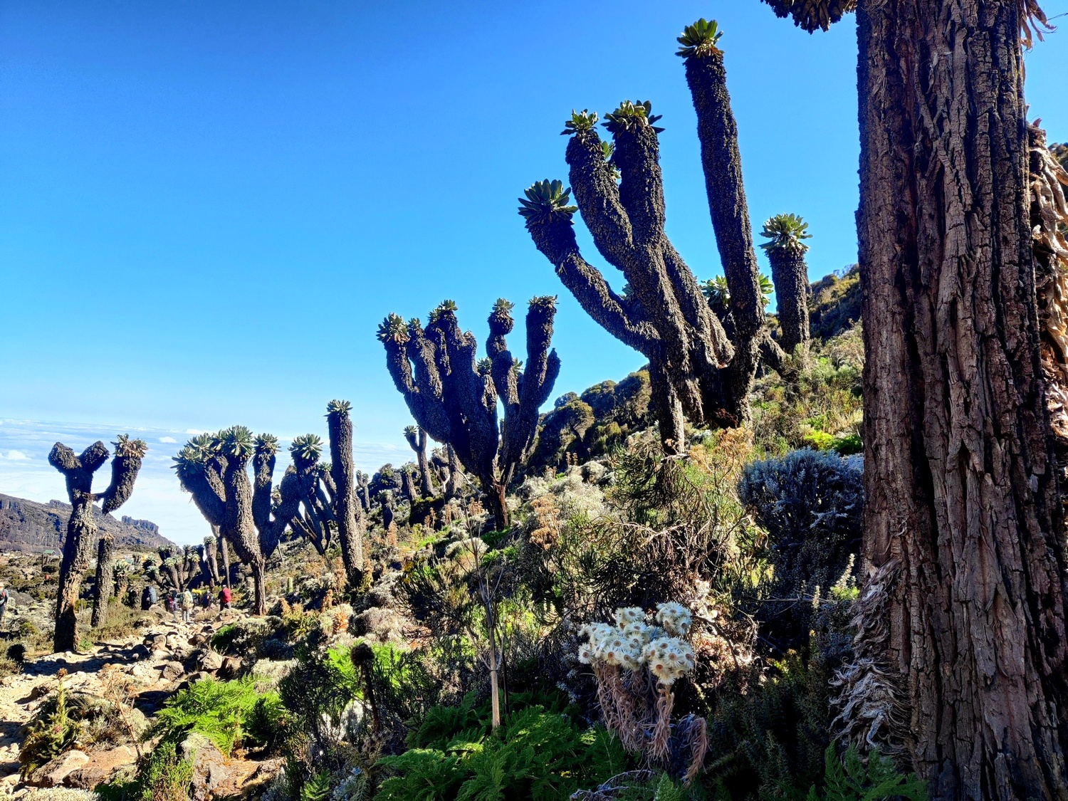 Mti Mkubma קילימנג'רו