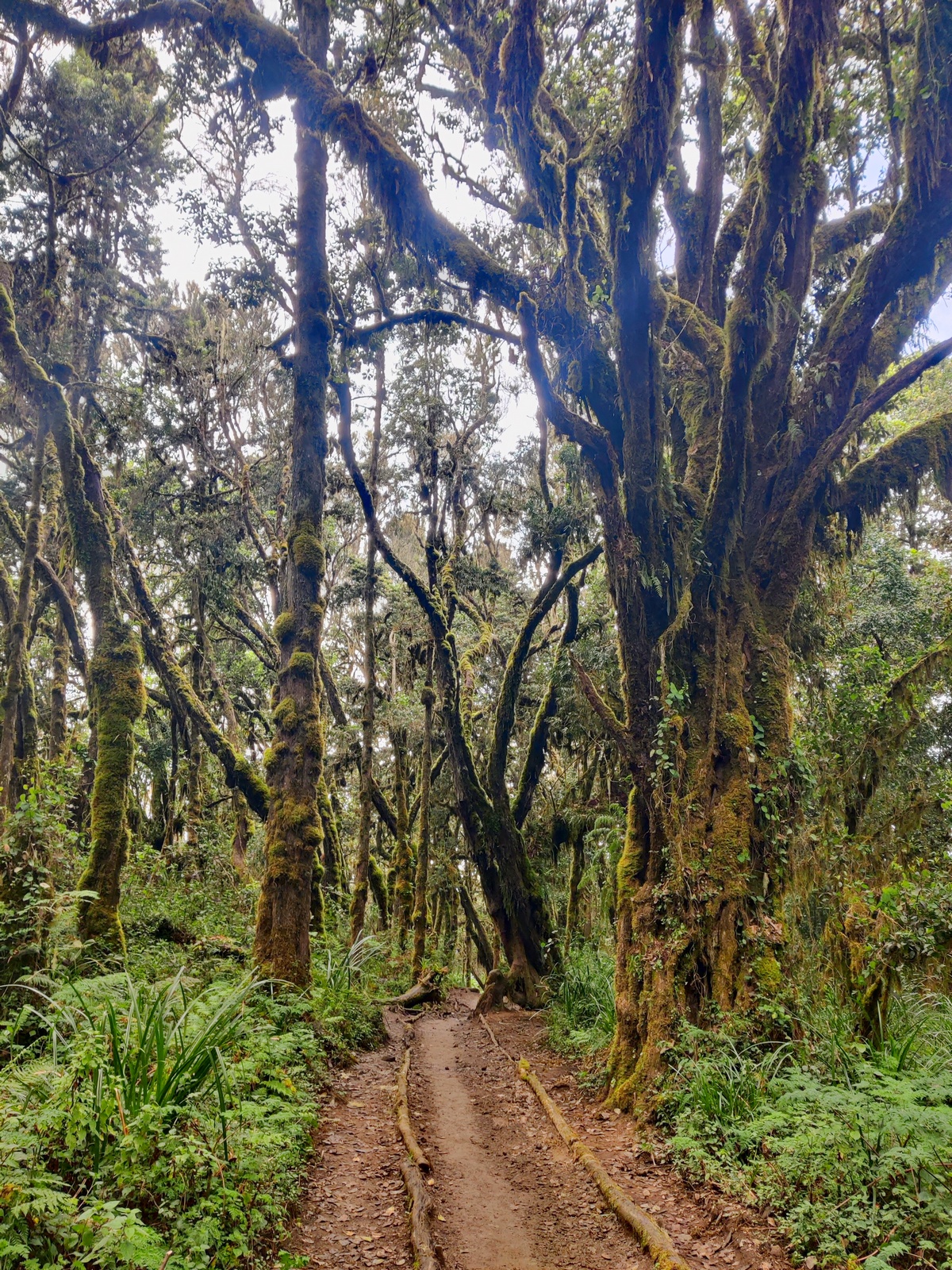 יערות גשם בהר הקילימנג'רו - ערוצים בטבע