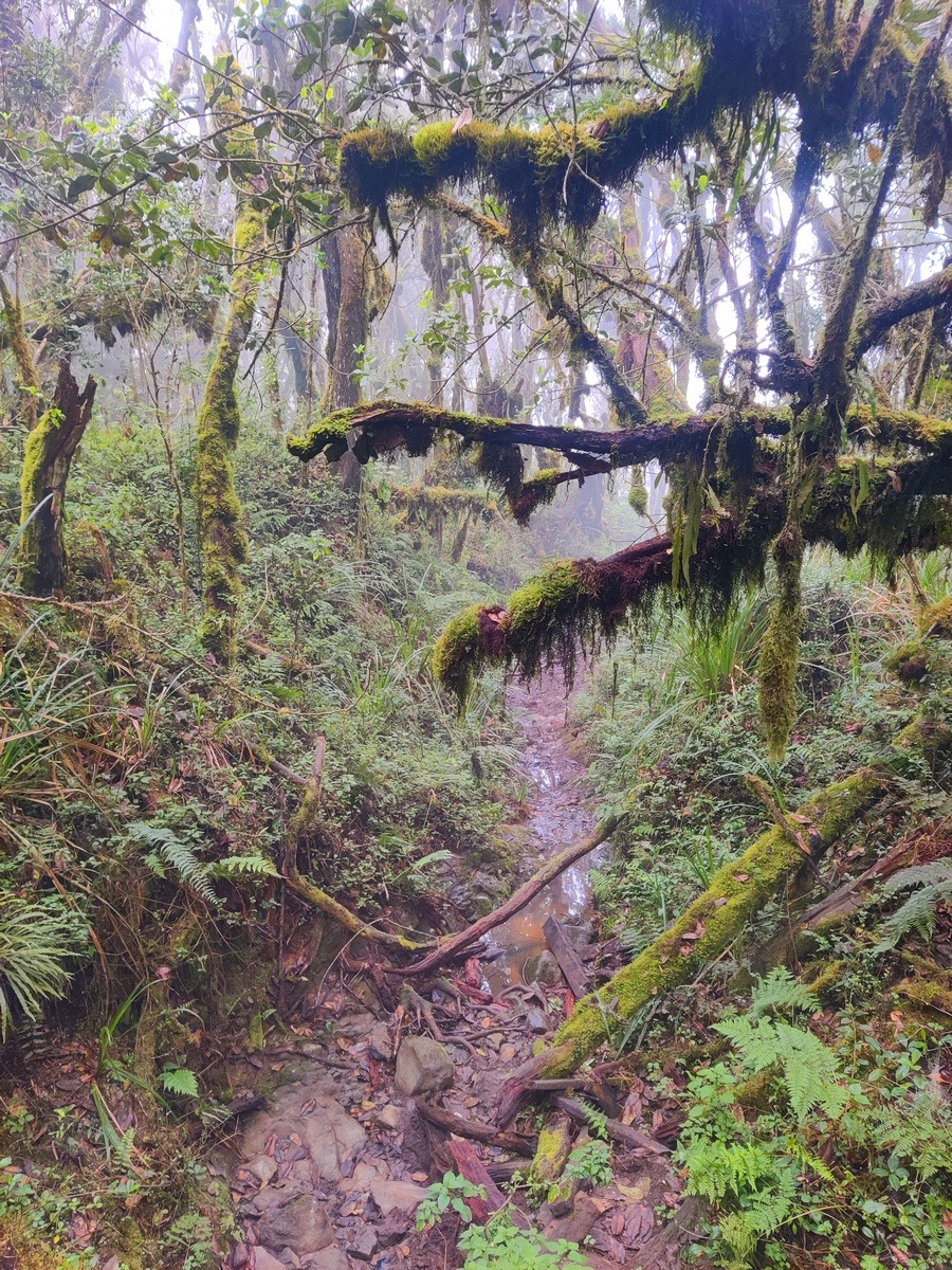יערות גשם הקילימנג'רו - ערוצים בטבע