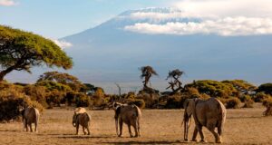 ספארי קילימנג'רו טנזניה