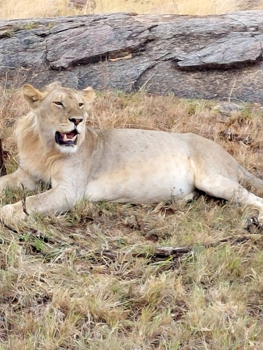 אריה קלימנג'רו ספארי