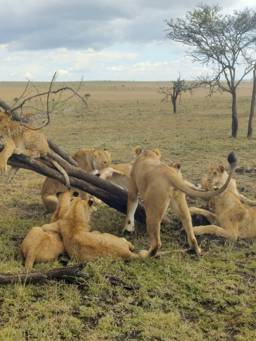 אריות ספארי טנזניה טרק