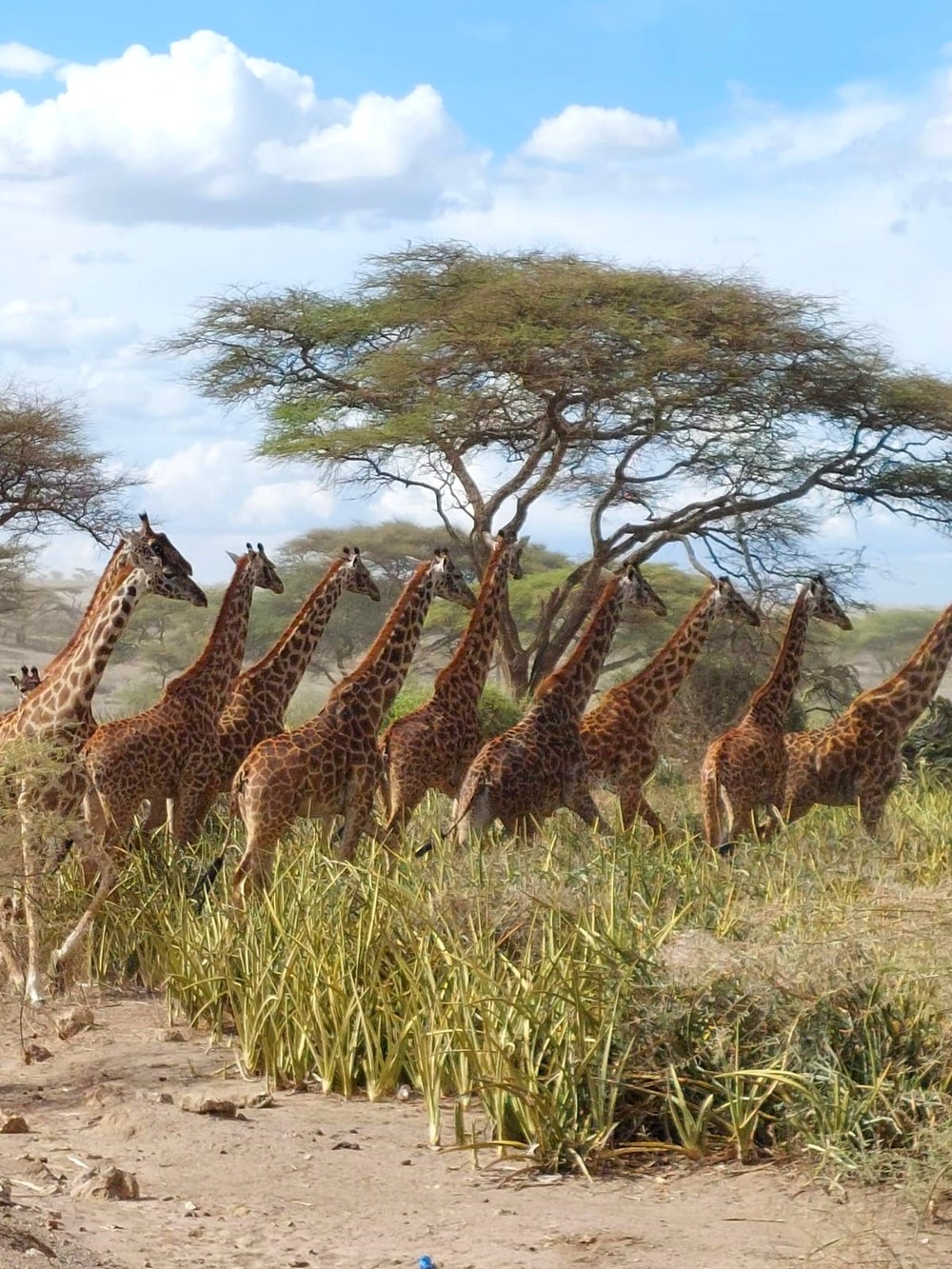 ספארי אפריקה טנזניה