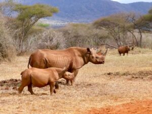 ספארי טנזניה - ערוצים בטבע