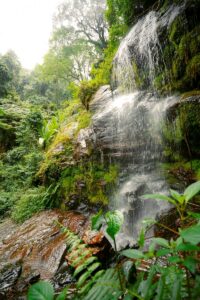 USAMBARA מפלים בג'ונגל